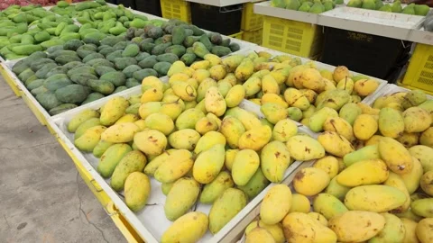 Large quantities of fresh mangoes in green and yellow selling in fruit market Stock Footage 342401991