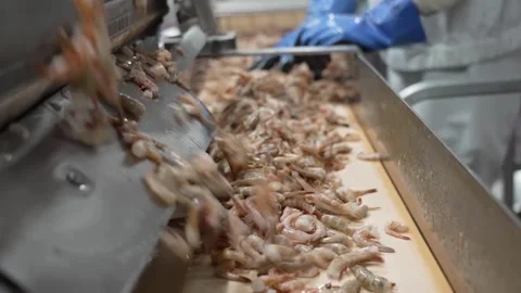 Large quantities of raw peeled shrimp falling from a hopper onto a conveyor Stock Footage 333394147