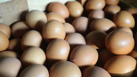 Large quantity eggs piled up on van rickshaw for sale. Stock Photos