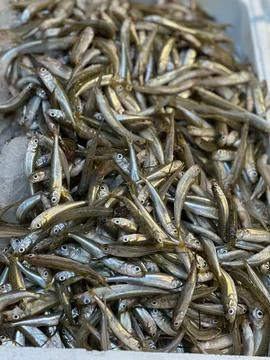 Large quantity of fresh fish stored in a plastic container, resting on top of a Stock Photos
