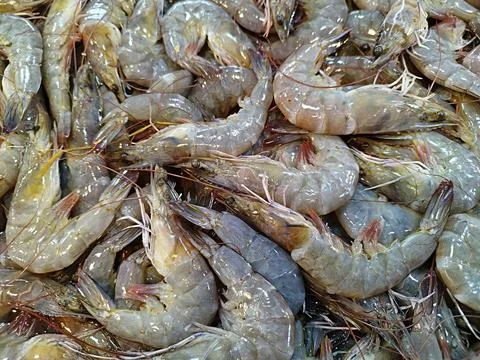 A large quantity of fresh Pacific white shrimp Stock Photos