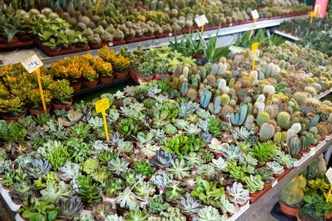 Large quantity of garden pots with succulent in open-air plants market Stock Photos