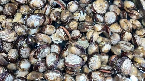 Large quantity of raw fresh live cockles and clams are immersed in water, ready Stock Photos