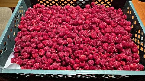 Large quantity of ripe raspberries has been harvested from the plantation on  Stock Photos
