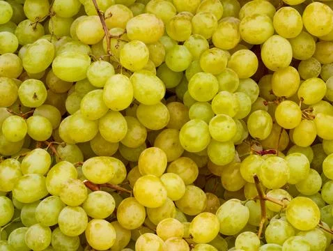 Large quantity of white grapes with branches. Stock Photos