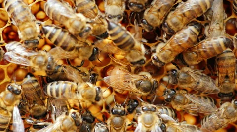 Large Queen Bee Lays Eggs In The Cell I Stock Video Pond5