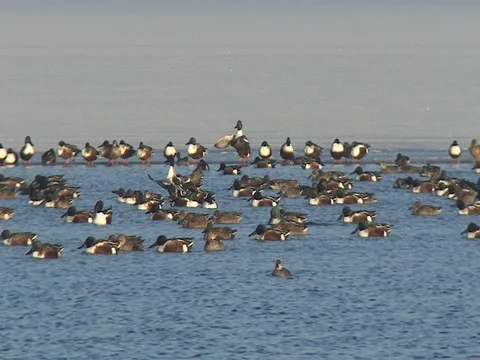Large raft of ducks on the water, mostly Northern Shovelers, w audio Stock Footage 124941970