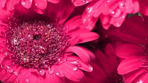 Large rain drops falling on vibrant pink gerbera flowers. Close-up macro sh.. Stock Footage 317314763
