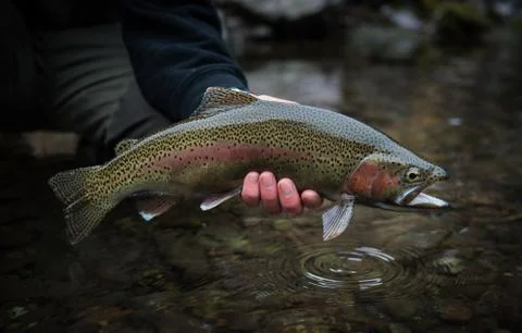 Large rainbow trout caught in spring in Montana Stock Photos