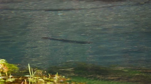 Large rainbow trout feeding in the pristine Te Waihou Bue Spring in New Zealand Stock Footage 94855568