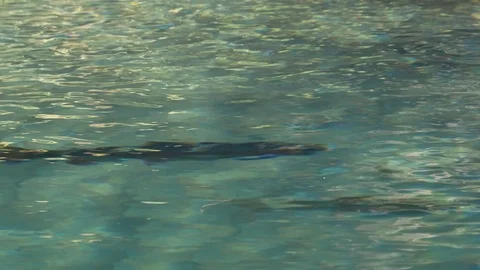 Large rainbow trout feeding in the pristine Te Waihou Bue Spring in New Zealand Stock Footage 94858826