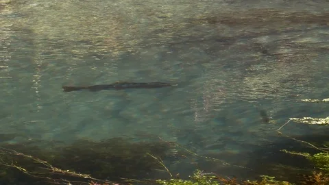 Large rainbow trout feeding in the pristine Te Waihou Bue Spring in New Zealand Stock Footage 94860035
