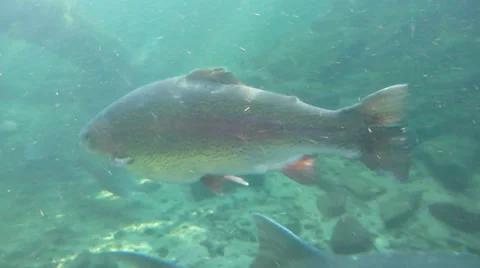 Large Rainbow Trout Swimming Stock Footage 32254795