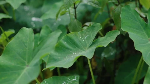 Large Raindrop Smoothly Gliding Off Green Colocasia Leaf in Lush Garden Stock Footage 347267359