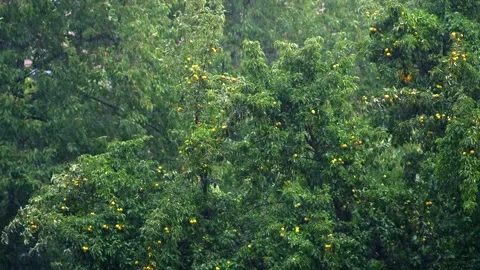 Large raindrops against a green tree with apples. Stock Footage 256594658