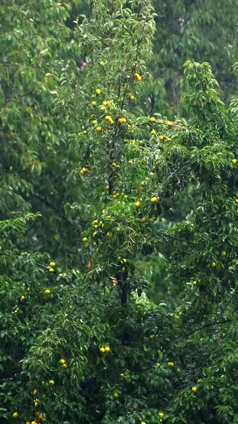 Large raindrops against a green tree with apples. Stock Footage 306141278
