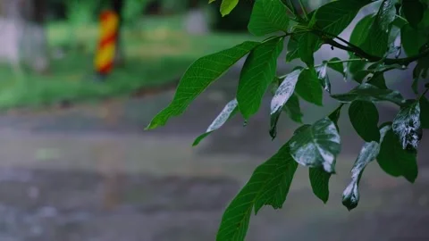 Large raindrops fall on green tree leaves, promoting clinics and medical centers Stock Footage 277643036