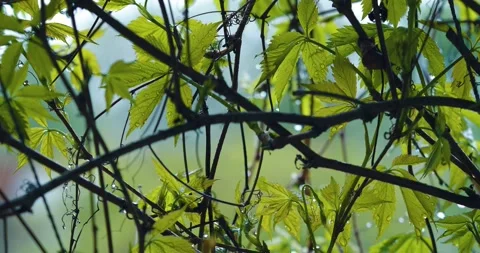 Large raindrops knock on the vine, wet leaves tremble under the rain, back light Stock Footage 200374504