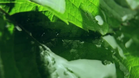 Large raindrops on leaf sparkle and reflect rays of sun Stock Footage 234898838