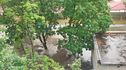 Large raindrops water the soil, trees with green and yellow leaves Video stock 160339794