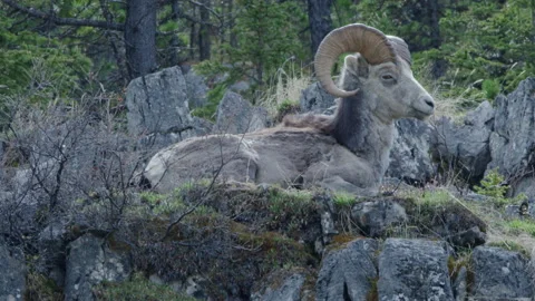 A large Ram in the wild. Dall sheep filmed in northern British Columbia. Stock Footage 201754099