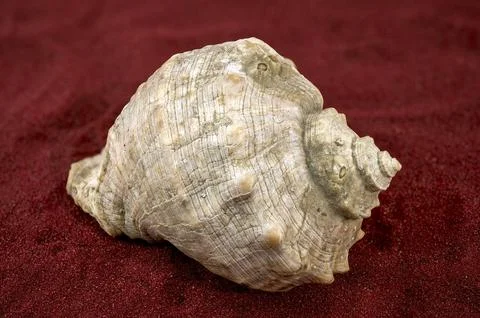 Large Rapana Whelk Shell with Orange Interior on Red Sand Stockfoto's