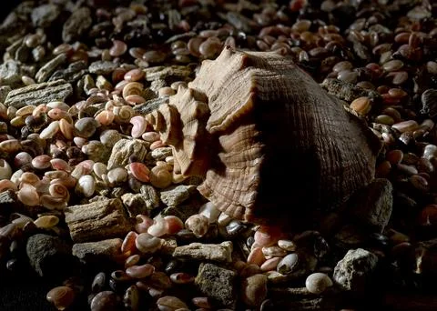 Large Rapana Whelk Shell Resting on Small Pebbles and Shells Foto stock