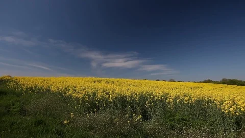 Large Rapeseed Field Foreground Focus Stock-Footage 75407053