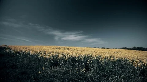 Large Rapeseed Field Foreground Focus Stock Footage
