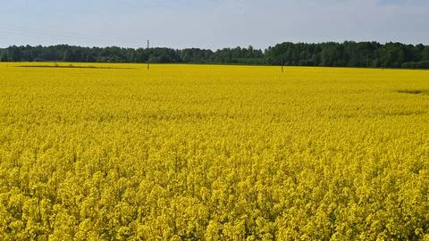 Large rapeseed fields bloomed beautifully in yellow on sunny May day Stock Photos