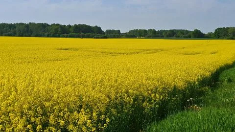Large rapeseed fields bloomed beautifully in yellow on sunny May day Stock Photos