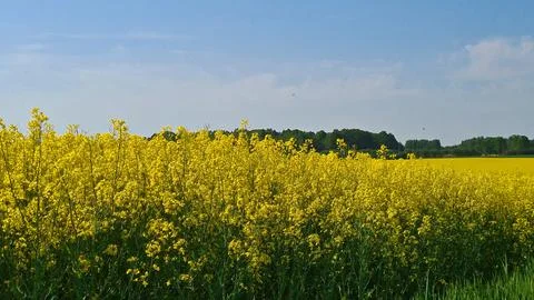 Large rapeseed fields bloomed beautifully in yellow on sunny May day Stock Photos