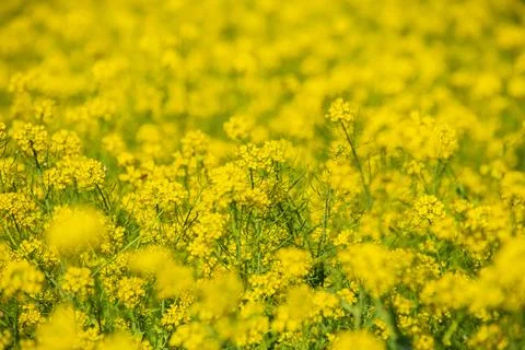 Large rapeseed fields in rural Taiwan Photos