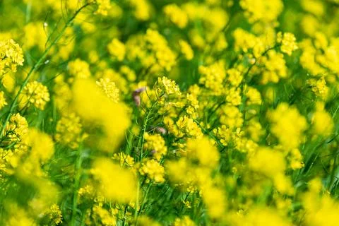 Large rapeseed fields in rural Taiwan 库存照片