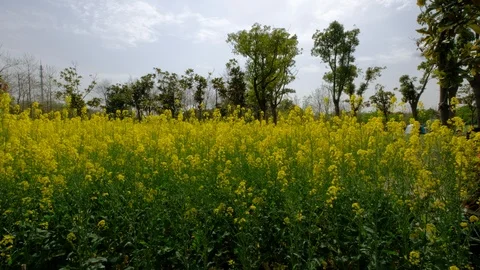 Large rapeseed in spring Video stock 108615718