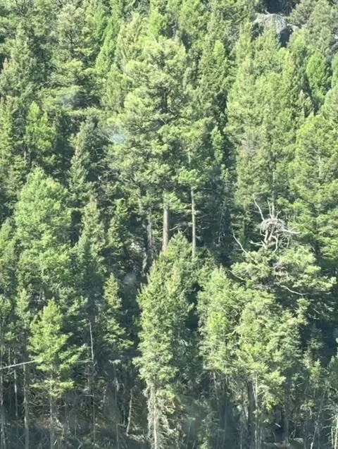Large Raptor Bird Nest in Dead Tree Canopy of Pine Forest Stock Footage 339881007