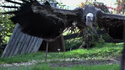 Large raptor bird trying to escape. wildlife animals background Vídeos de archivo 72865185