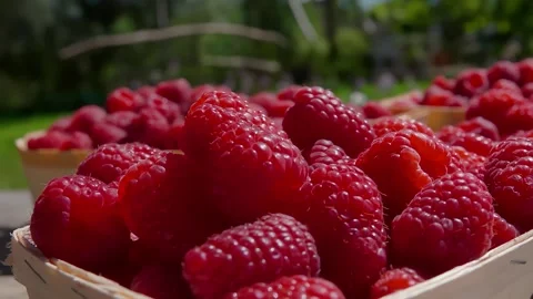 Large raspberry falls into basket Stock Footage 312471615
