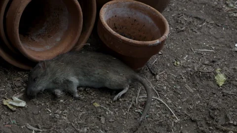 Large Rat Expires Stock Footage 307081754
