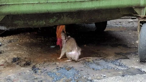 Large Rat Interacting with Rooster Under a Metal Cart Stock Footage 329286548