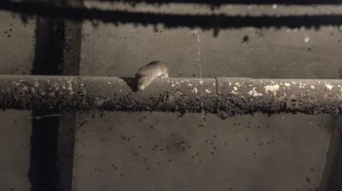 Large rat running around the sewer pipe in a dark basement Stock Footage 55403808