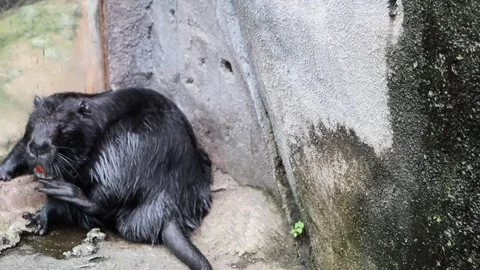 Large Rat Scratching on a Rock Stock Footage 318471680