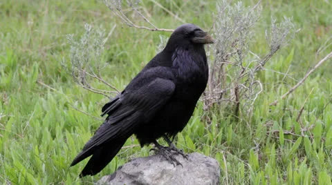 Large raven watching Video stock 25626033