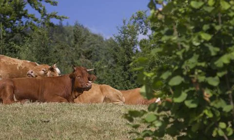 Large red and brown cows resting and grazing in alpine green meadows in sunny Stock Photos