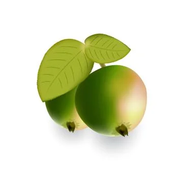Large red and green apples with leaves. Illustrazione stock