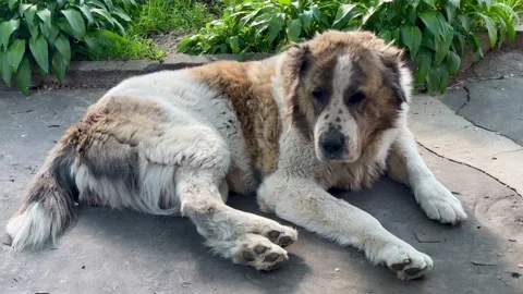 A large red and white Alabai dog lies on the ground in the backyard. Stock Footage 277115871