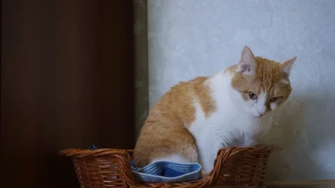 A large red and white cat lays down in a small wicker basket. Pet concept Stock Footage 149134219