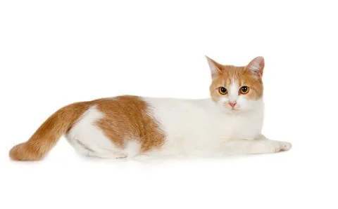 Large red and white cat lying on a white background Fotos Stock