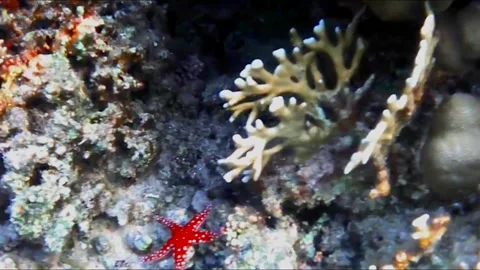  Large Red and White Spotted Sea Star Near a Large Mollusk Shell on Coral, Marsa Video stock 343314014