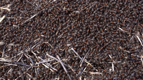 Large red ants building an anthill. A colony of ants running around Stock Footage 126849641